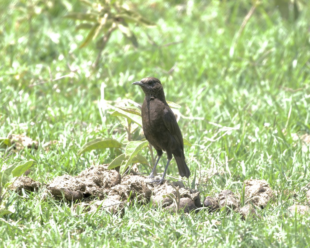 Northern Anteater-Chat - ML646007392