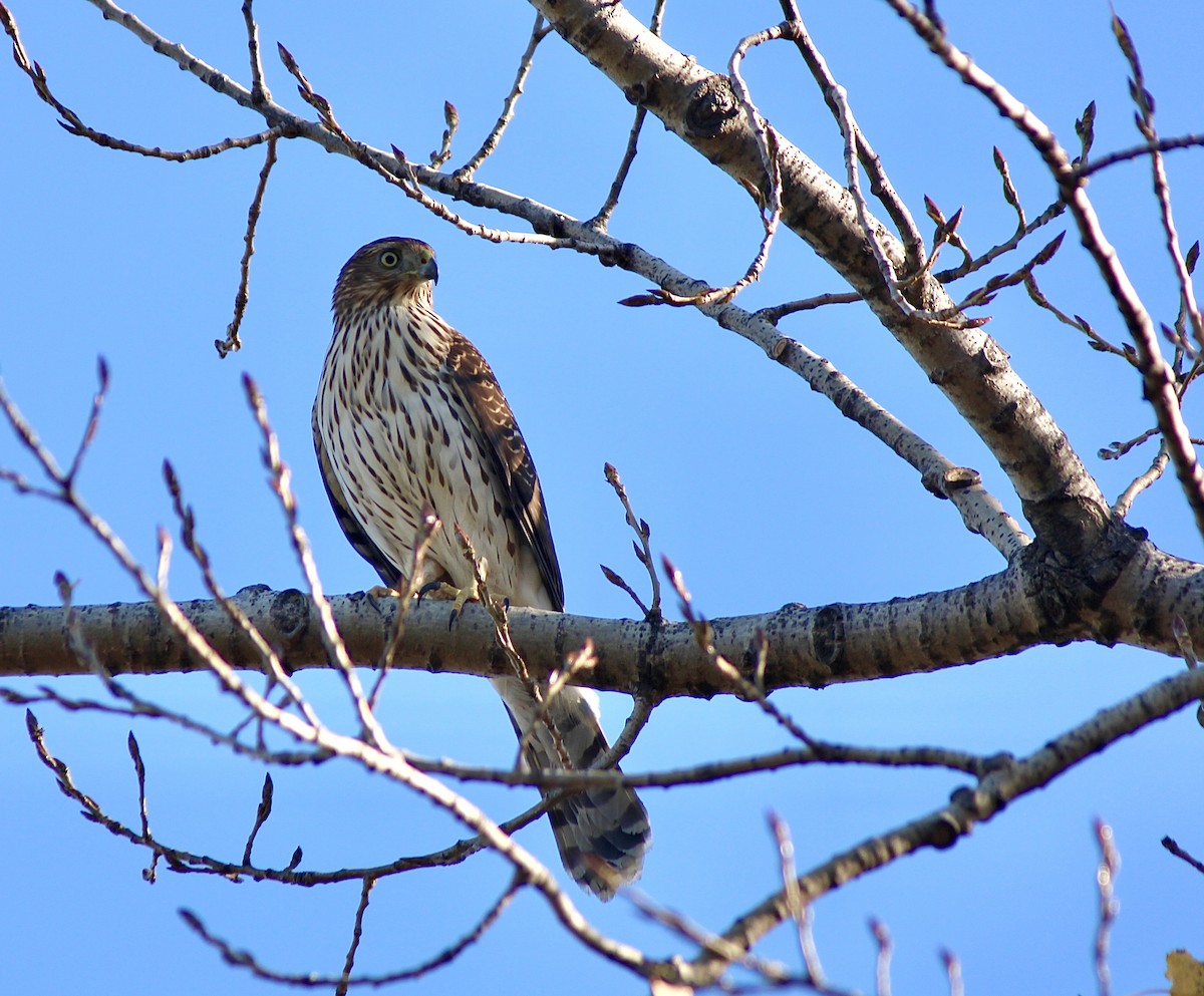 Cooper's Hawk - ML646007397