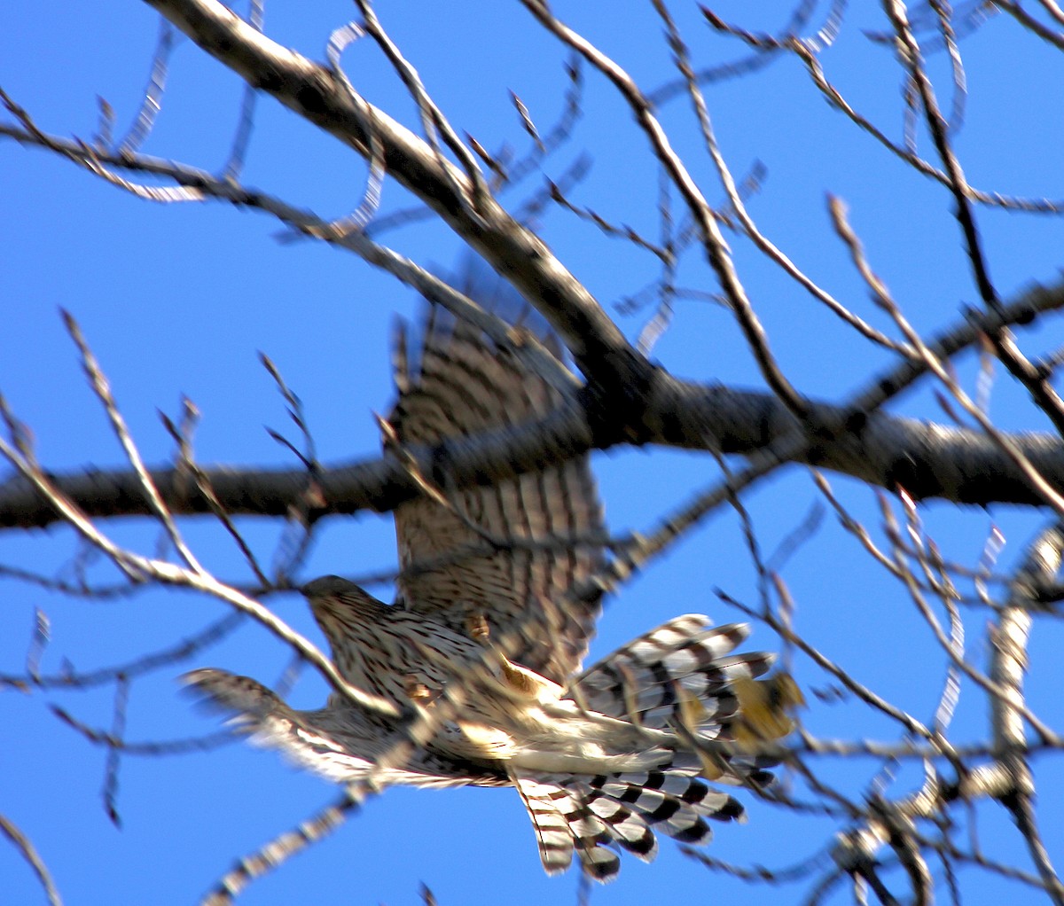 Cooper's Hawk - ML646007400