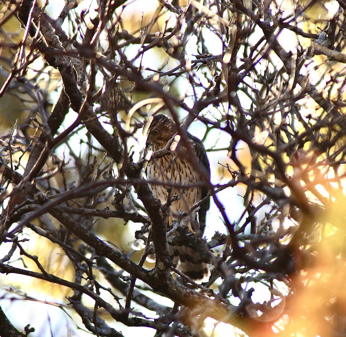 Cooper's Hawk - ML646007401