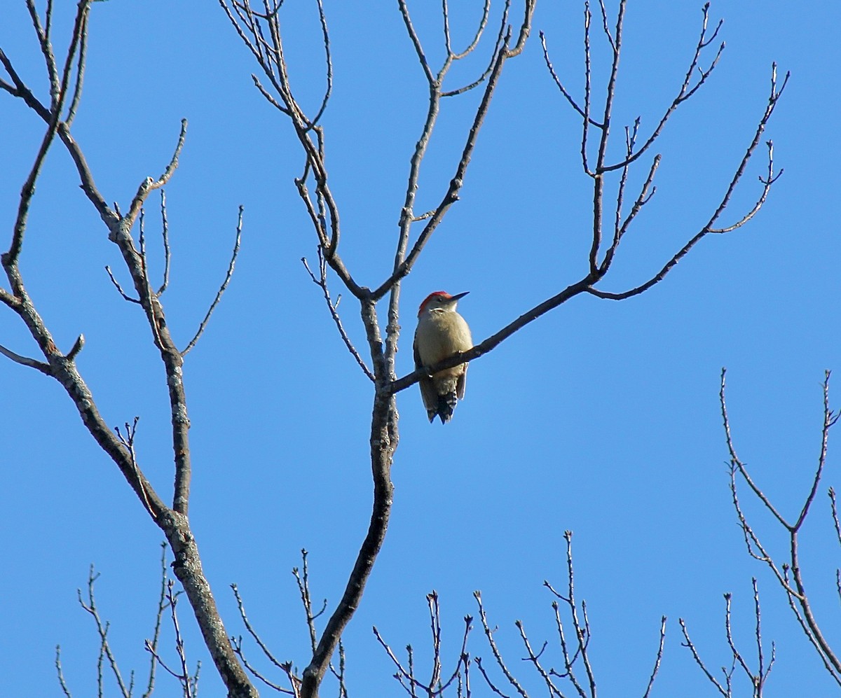 Red-bellied Woodpecker - ML646007404