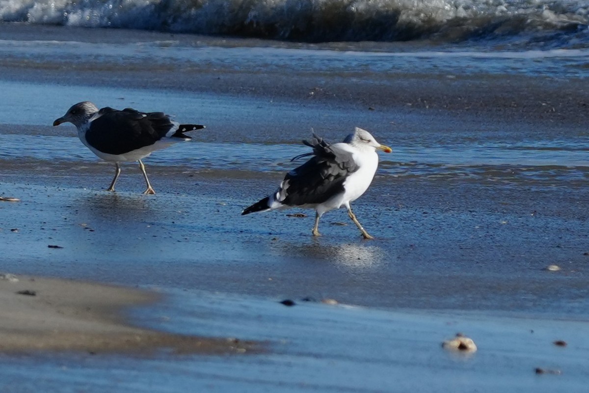 Great Black-backed Gull - ML646007407