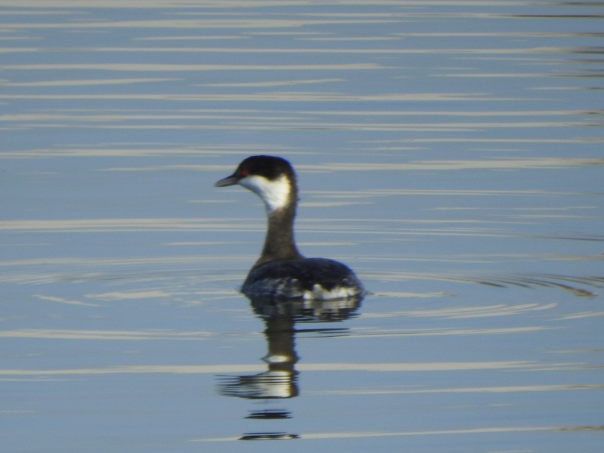 Horned Grebe - ML646007412