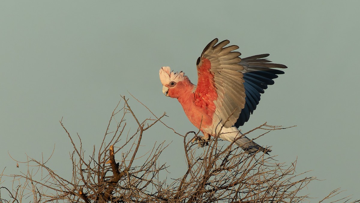 Galah - ML646007415