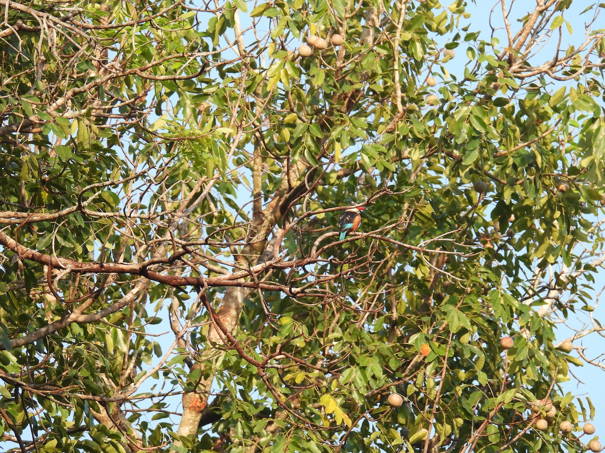 Gray-headed Kingfisher - ML646007417