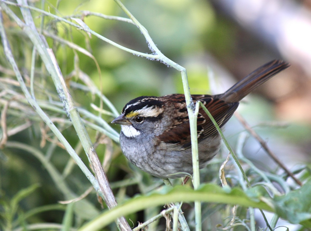 White-throated Sparrow - ML646007418