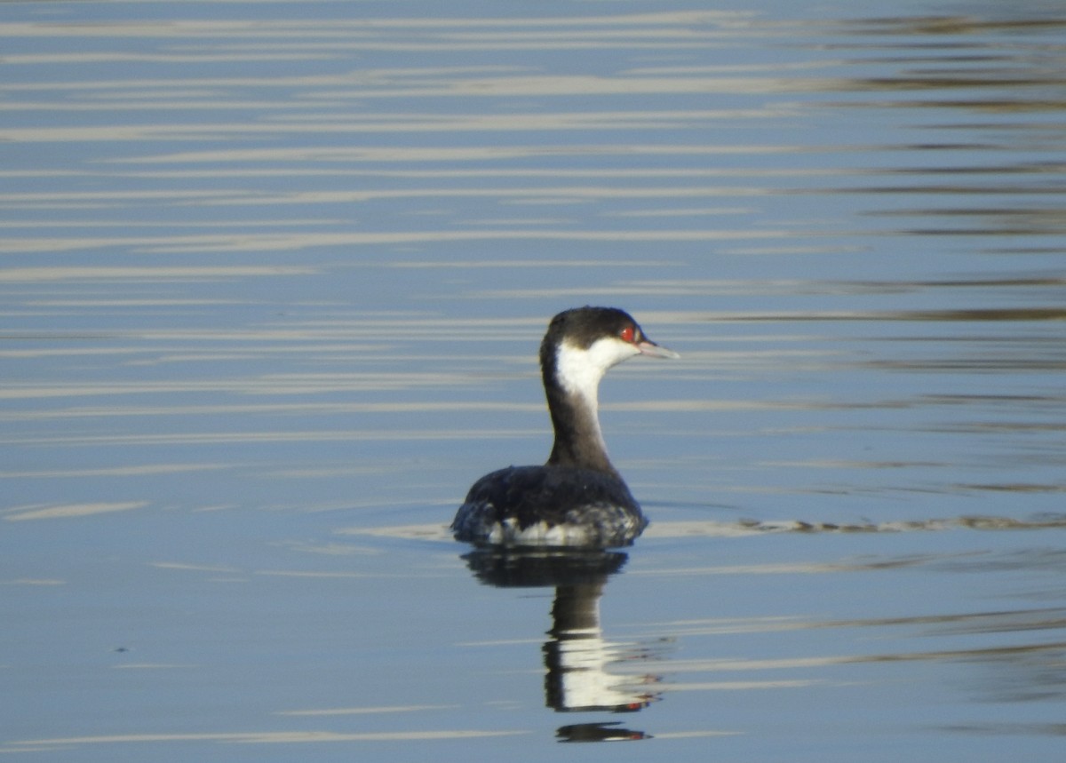 角鸊鷉 - ML646007419