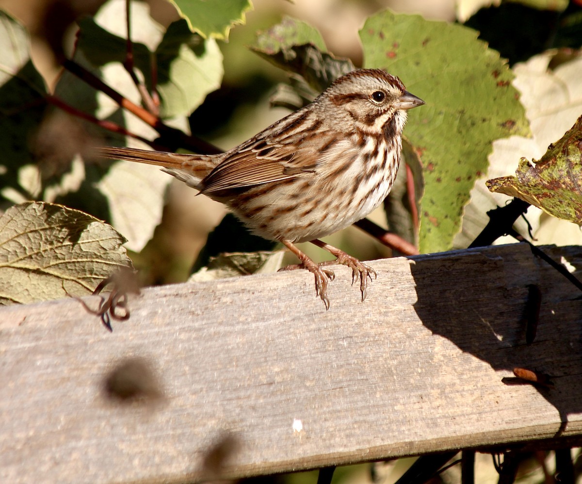 Song Sparrow - ML646007420