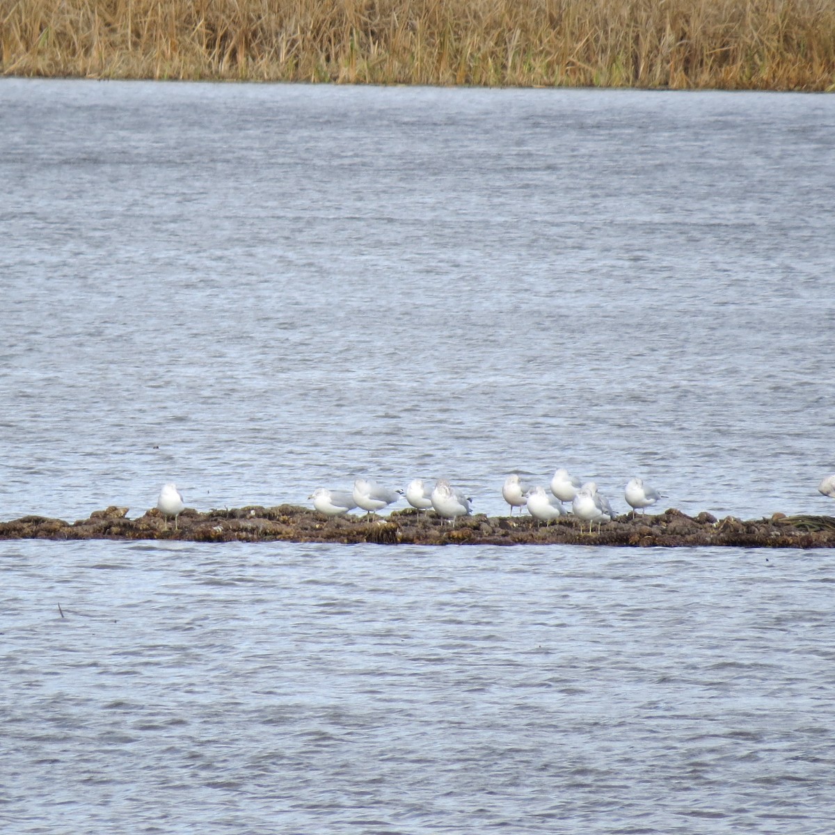 Ring-billed Gull - ML646007421