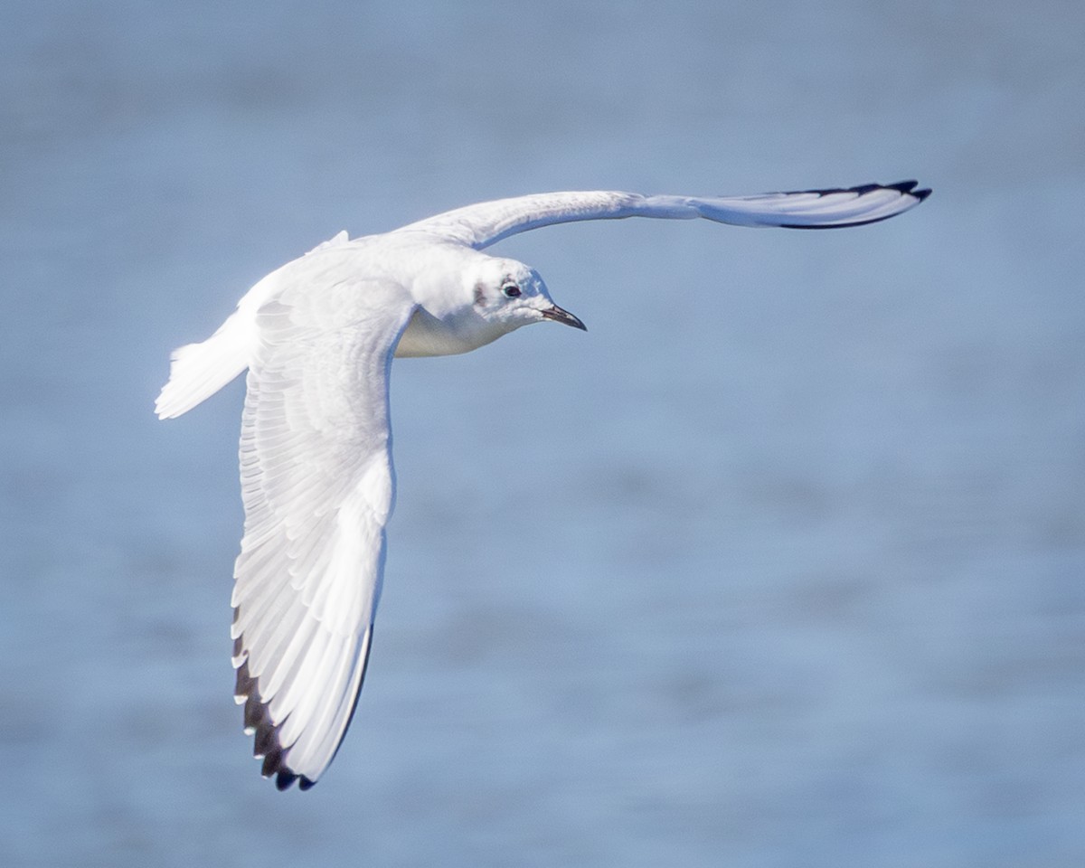 Bonaparte's Gull - ML646007422