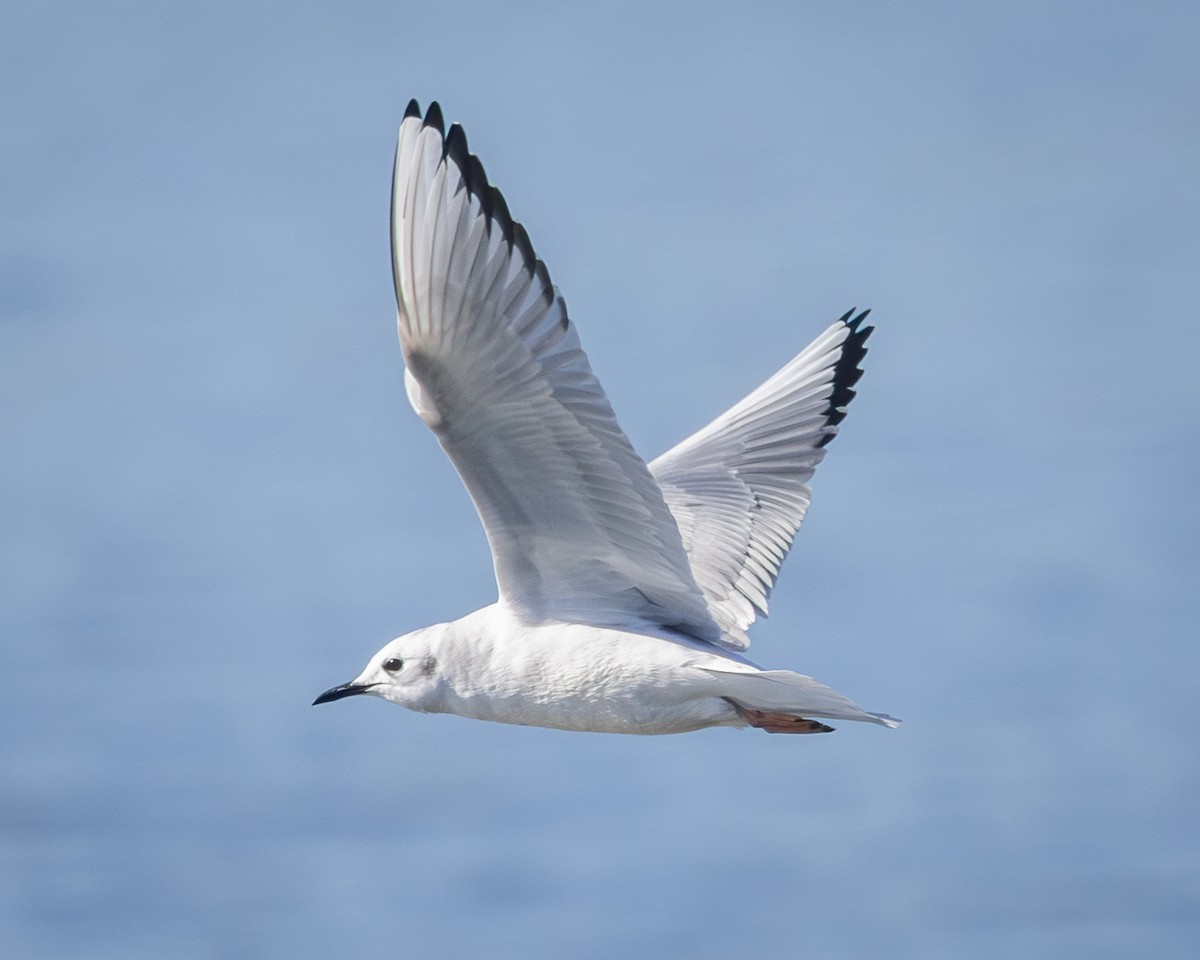 Bonaparte's Gull - ML646007423