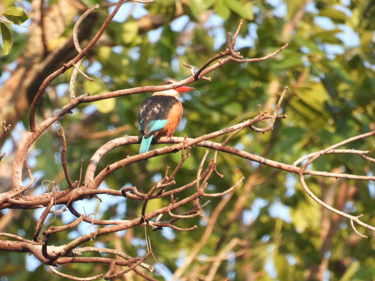 Gray-headed Kingfisher - ML646007424