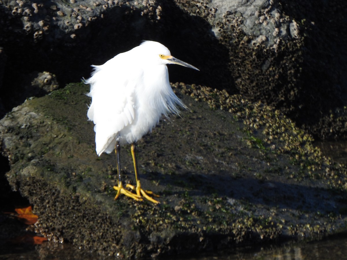 Double-crested Cormorant - ML646007428