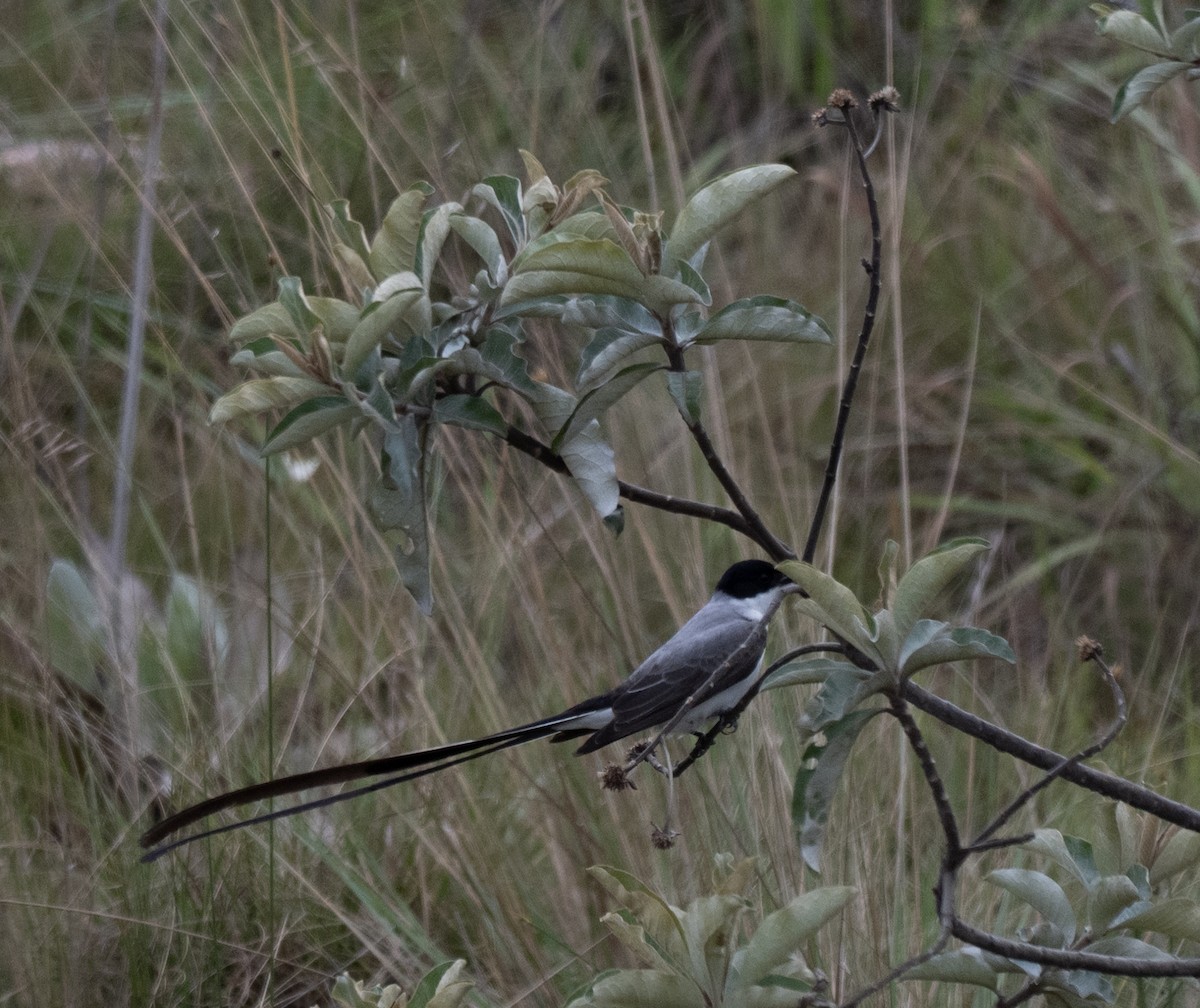 Fork-tailed Flycatcher - ML646007429