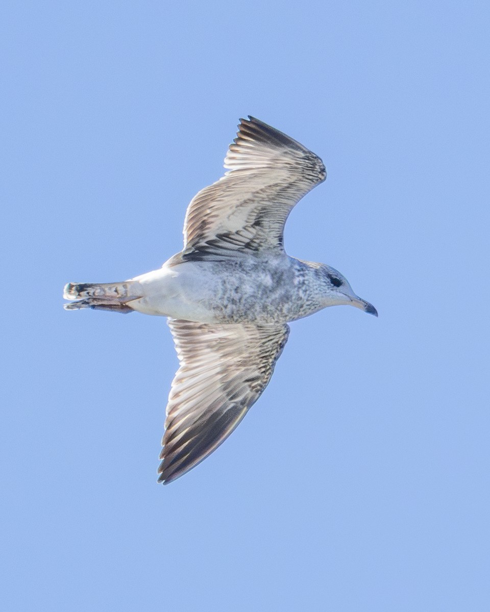 Ring-billed Gull - ML646007430