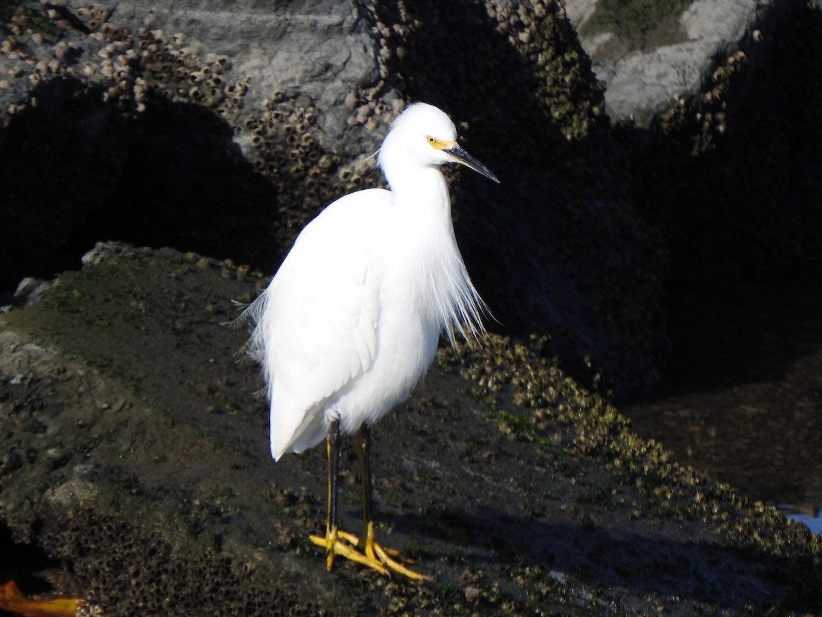 Snowy Egret - ML646007432