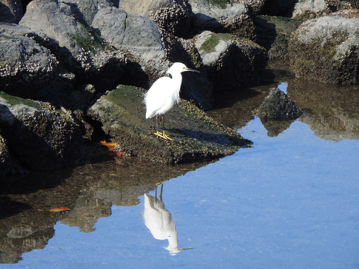 Double-crested Cormorant - ML646007433
