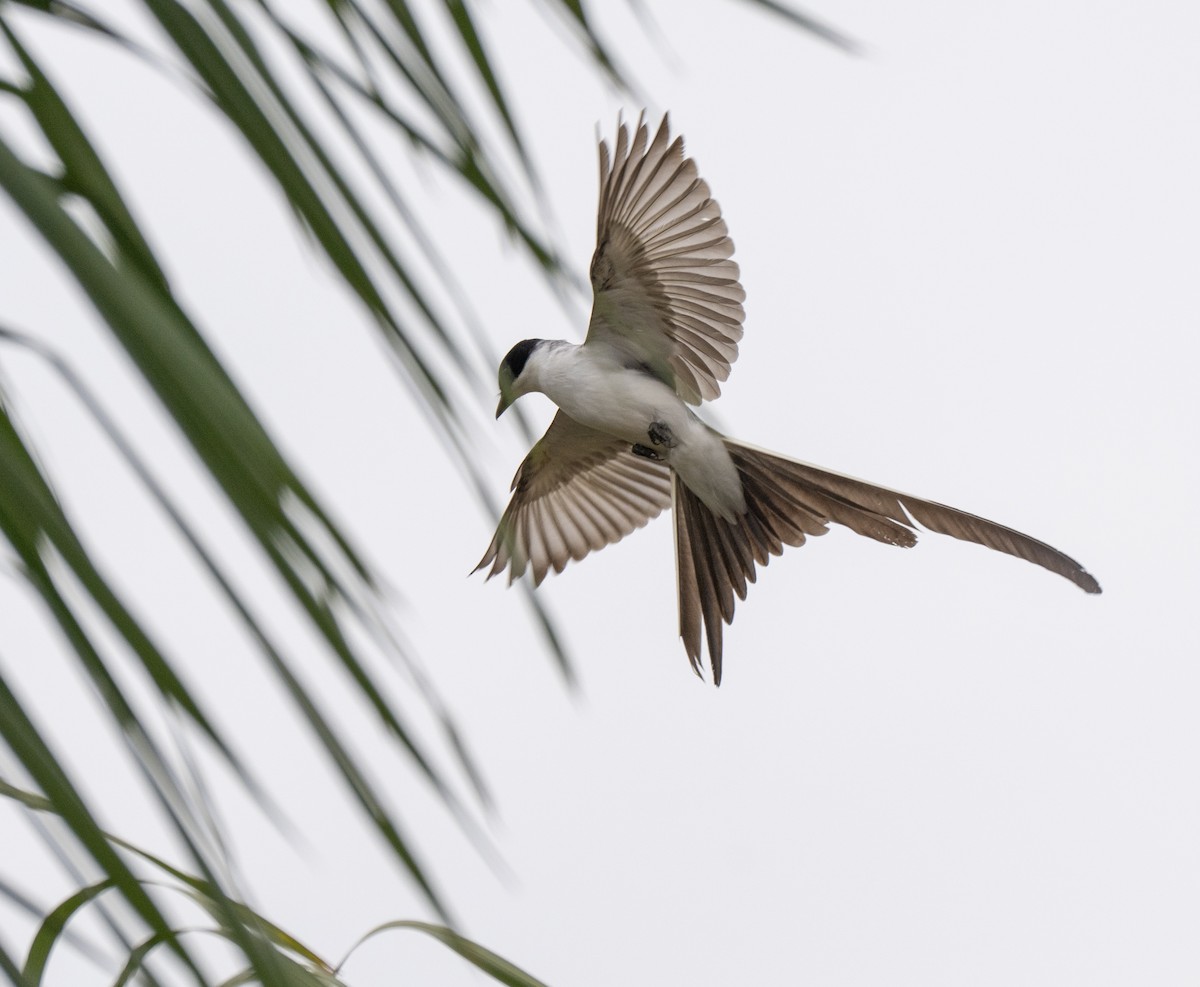 Fork-tailed Flycatcher - ML646007434