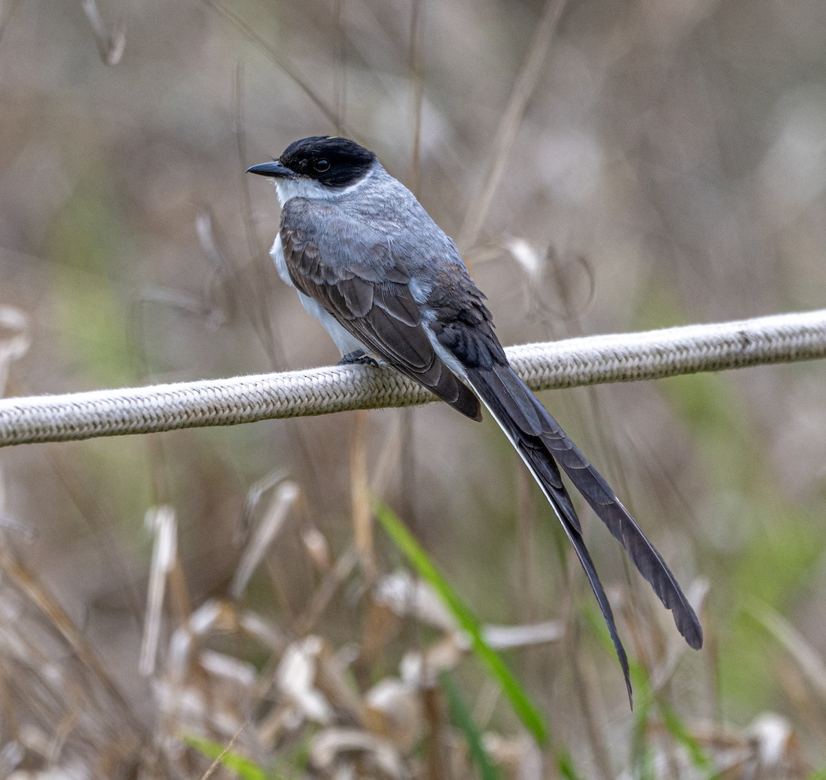 Fork-tailed Flycatcher - ML646007435