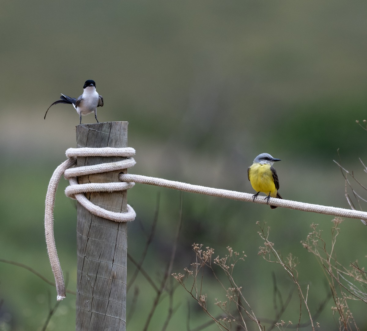 Fork-tailed Flycatcher - ML646007436
