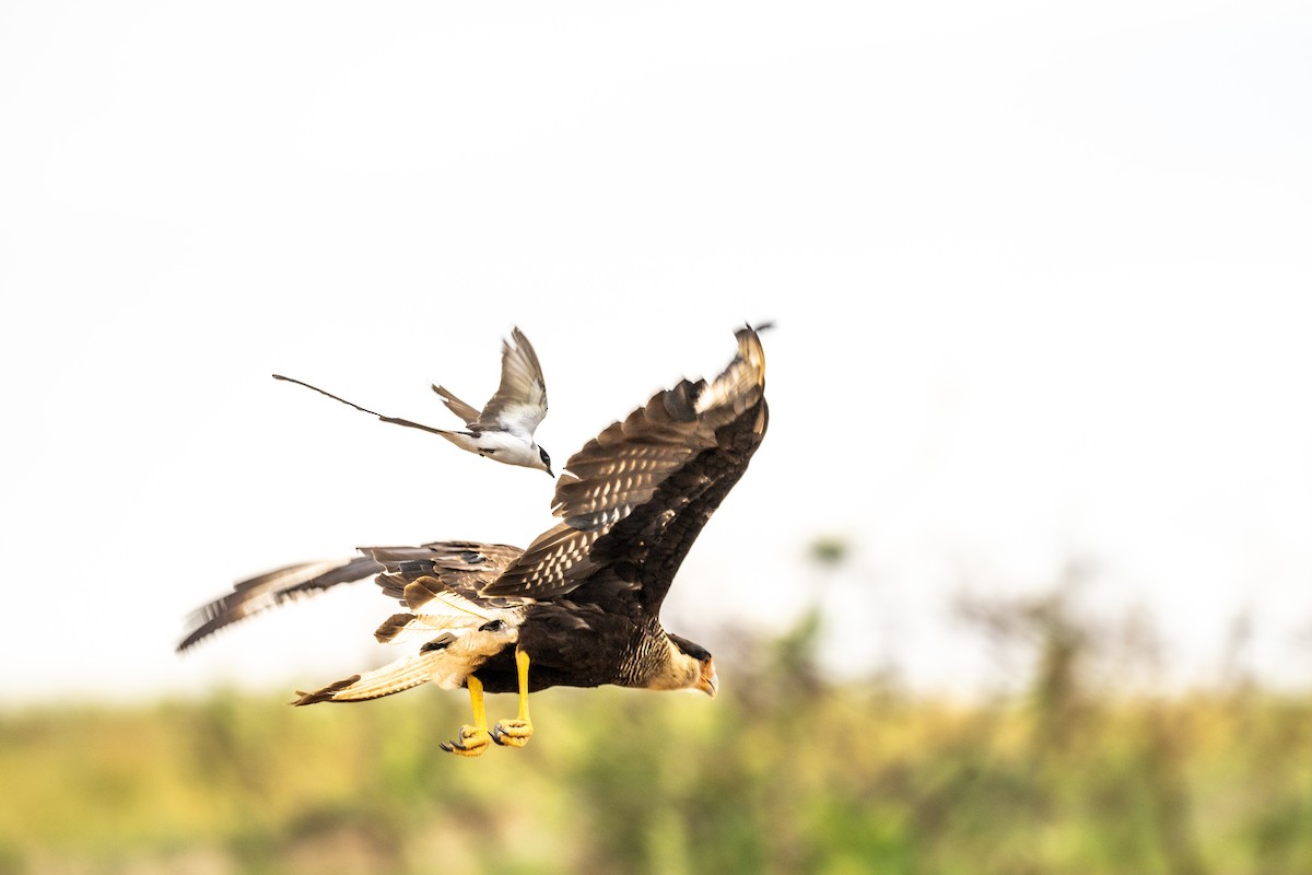 Fork-tailed Flycatcher - ML646007437