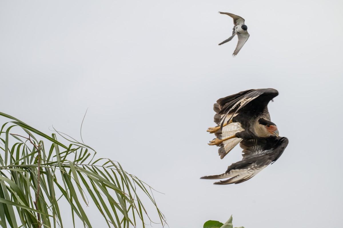 Fork-tailed Flycatcher - ML646007438