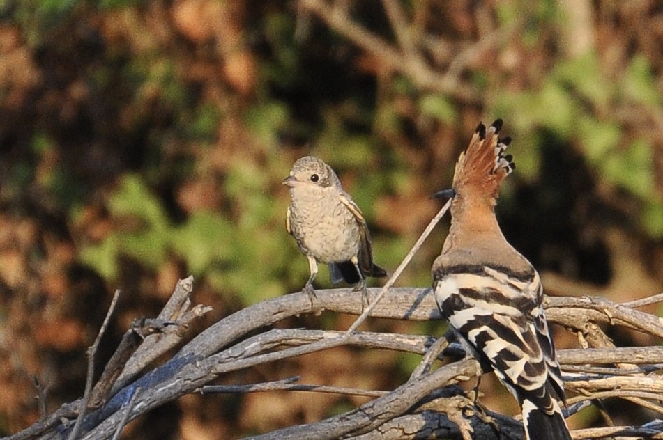 Woodchat Shrike - ML646007439
