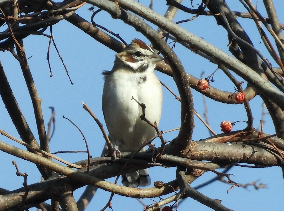 Lark Sparrow - ML646007443