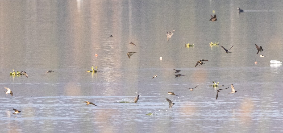 家燕 - ML646007444