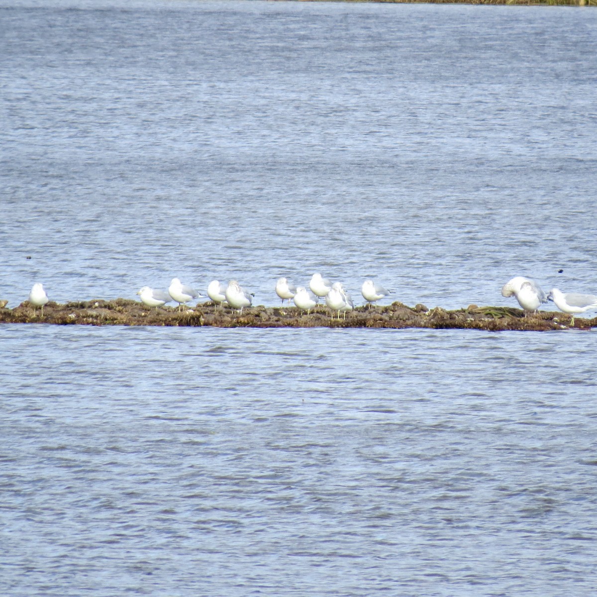Ring-billed Gull - ML646007451