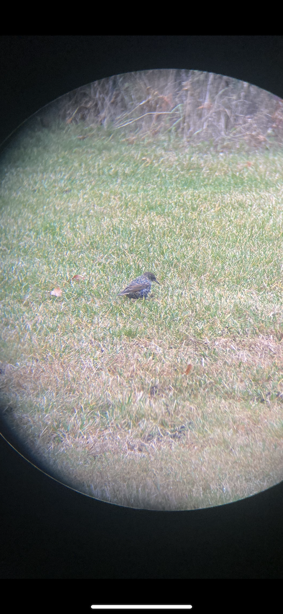 歐洲椋鳥 - ML646007452