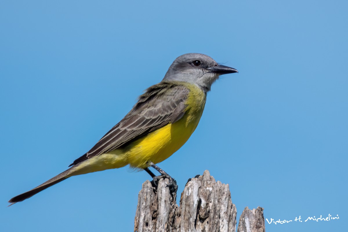 Tropical Kingbird - ML646007453