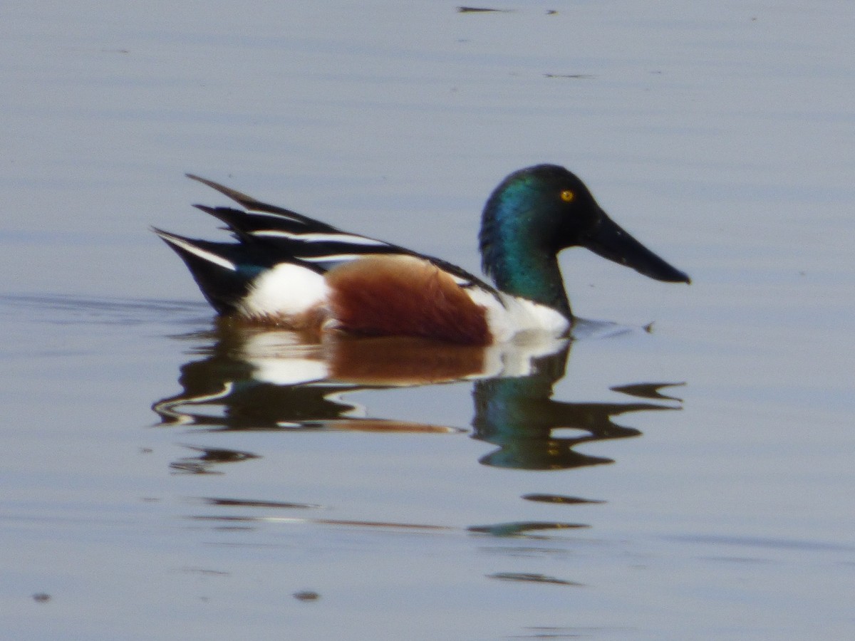 琵嘴鴨 - ML646007454