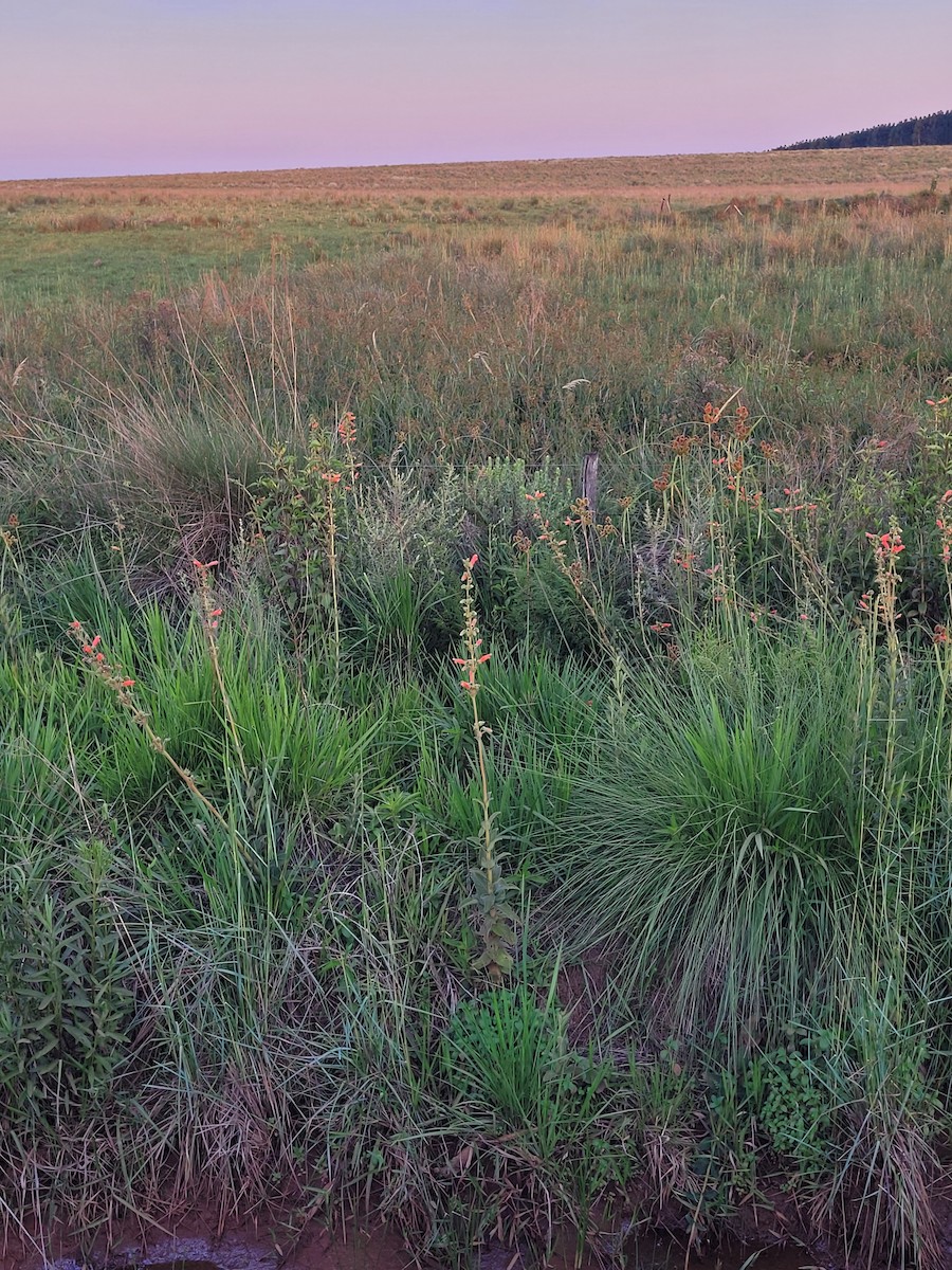 White-tailed Goldenthroat - ML646007462