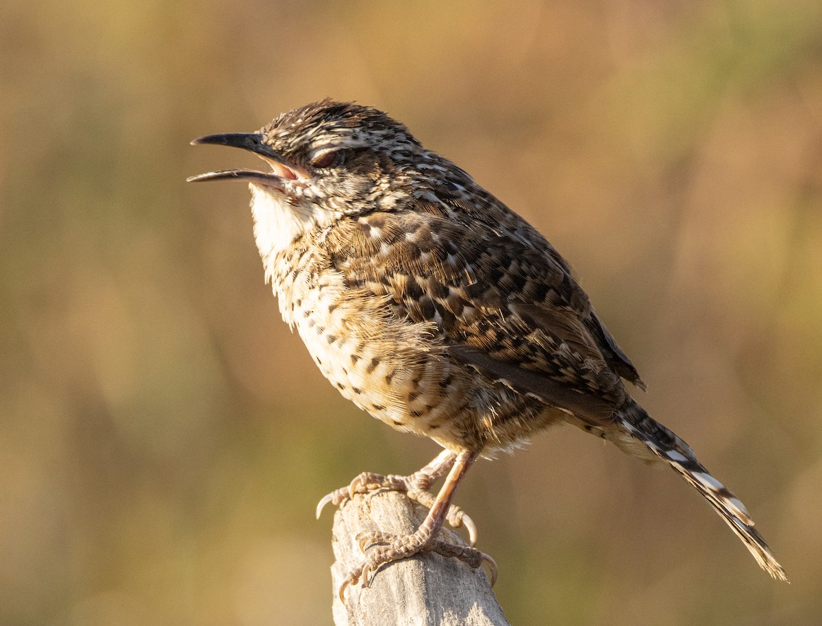 Spotted Wren - ML646007464