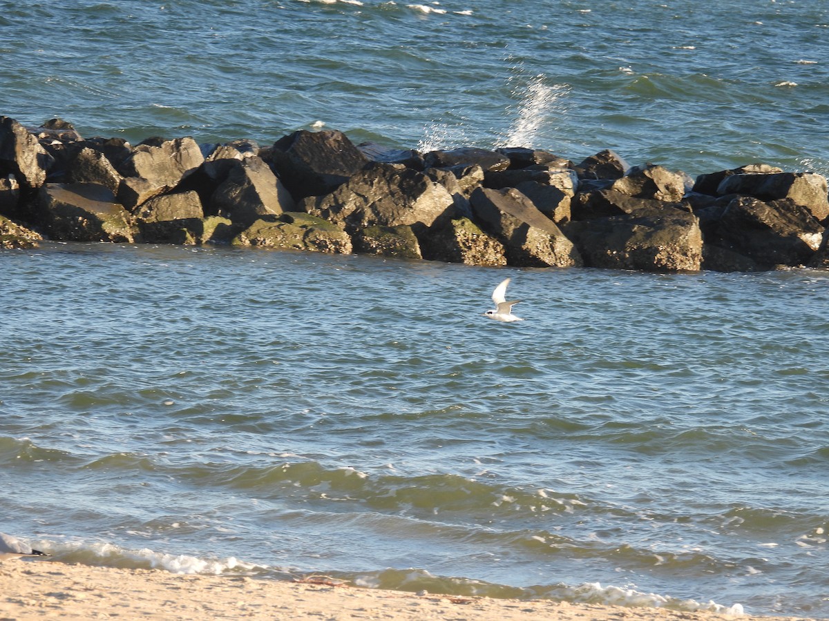 Forster's Tern - ML646007465