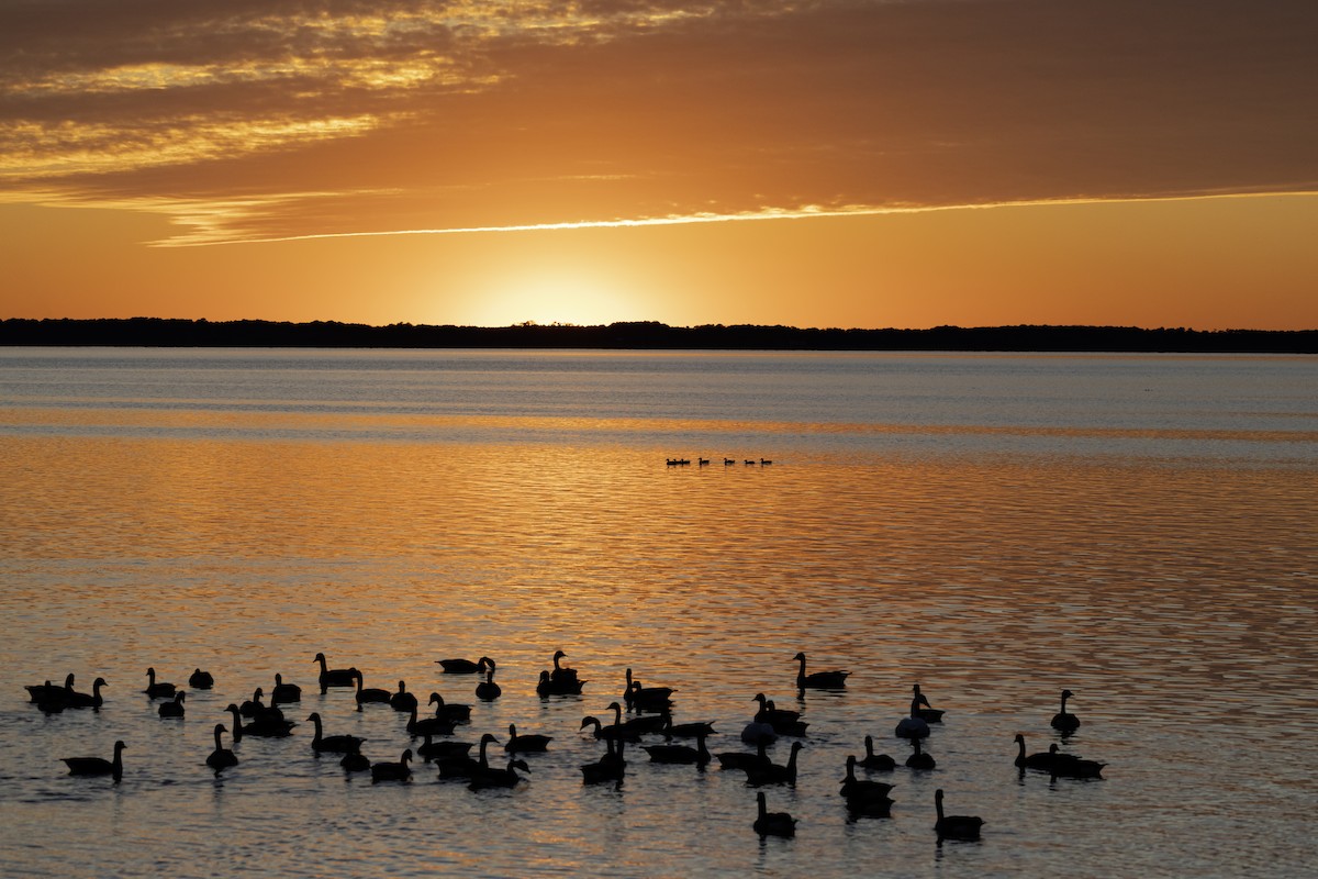 ברנטה קנדית - ML646007471