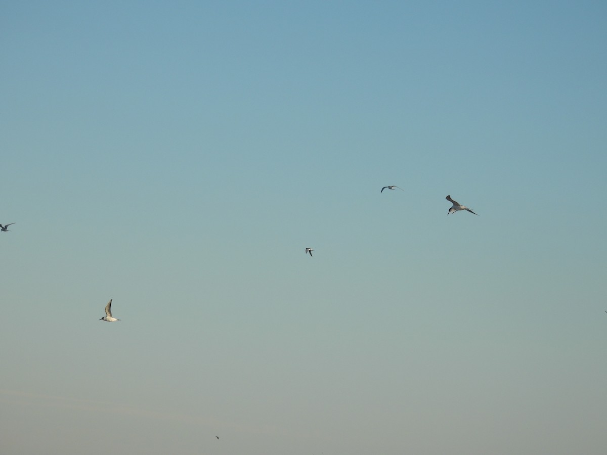 Forster's Tern - ML646007475