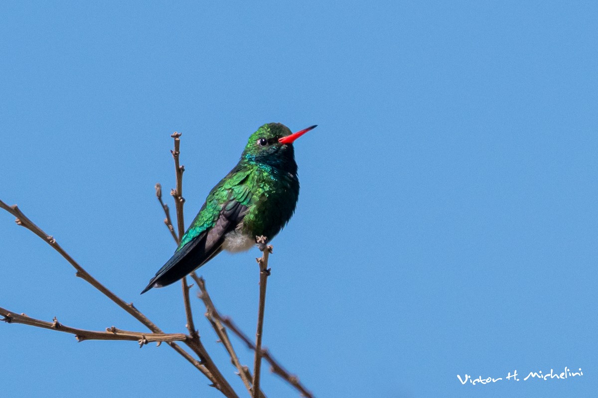 Glittering-bellied Emerald - ML646007479