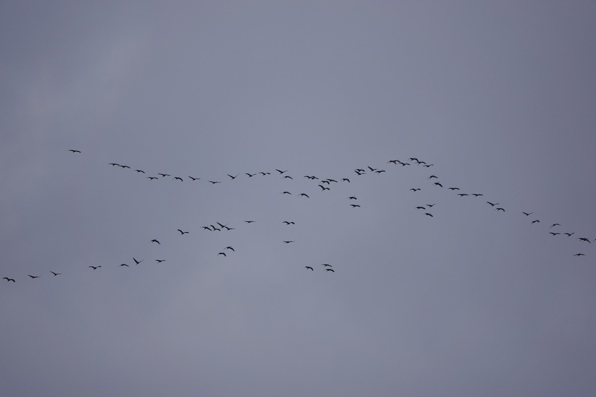 Sandhill Crane - ML646007480