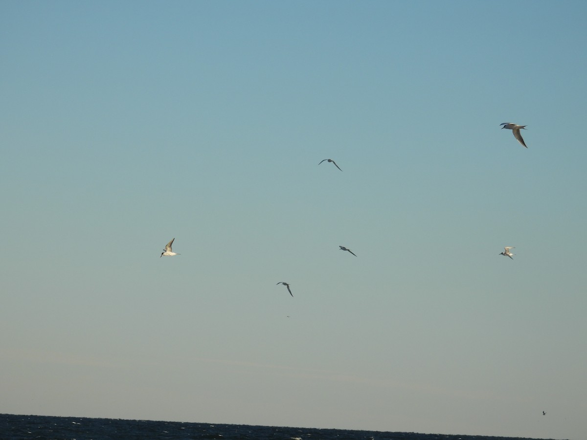 Forster's Tern - ML646007483