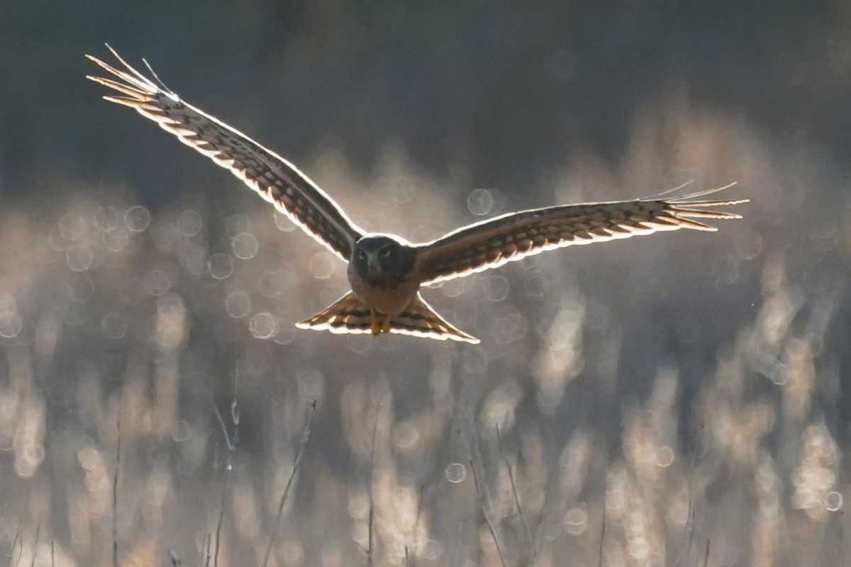 Northern Harrier - ML646007486