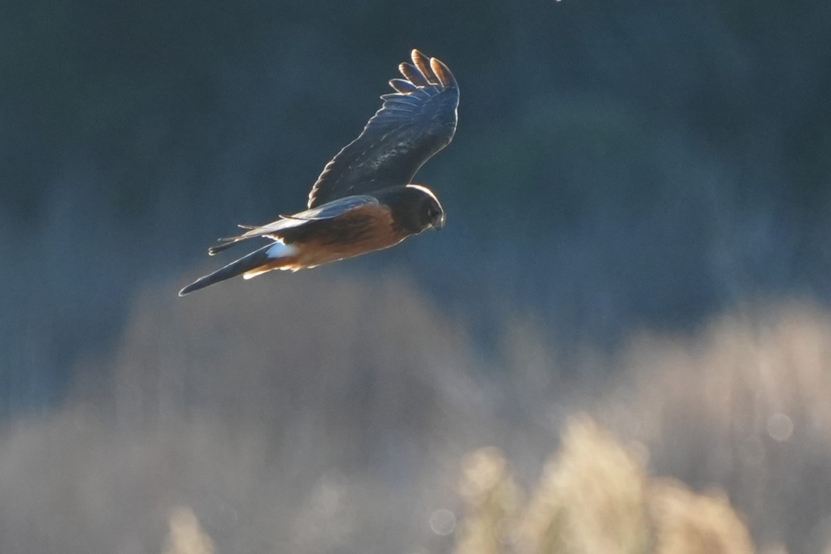Northern Harrier - ML646007487