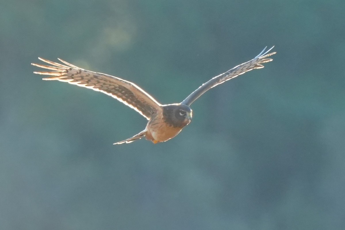 Northern Harrier - ML646007488