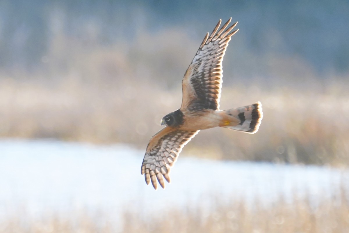 Northern Harrier - ML646007489