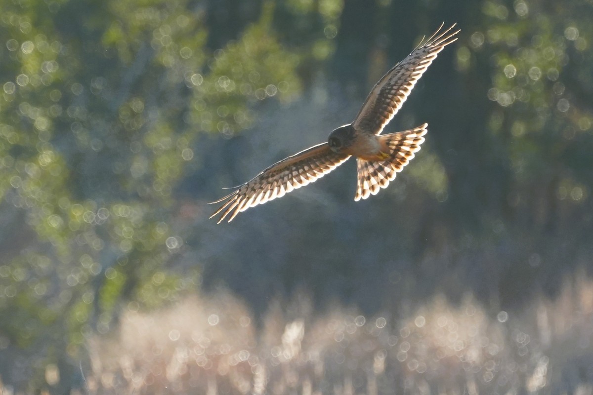 Northern Harrier - ML646007490