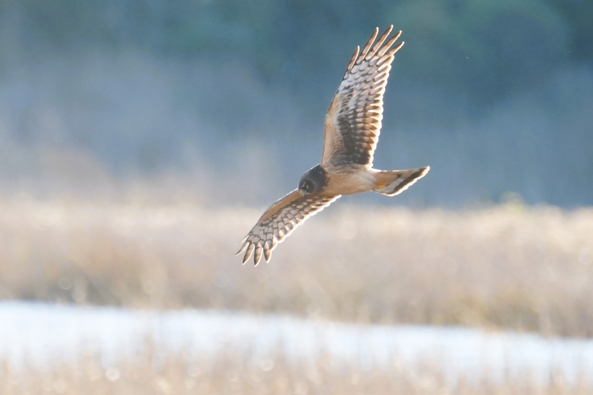 Northern Harrier - ML646007491