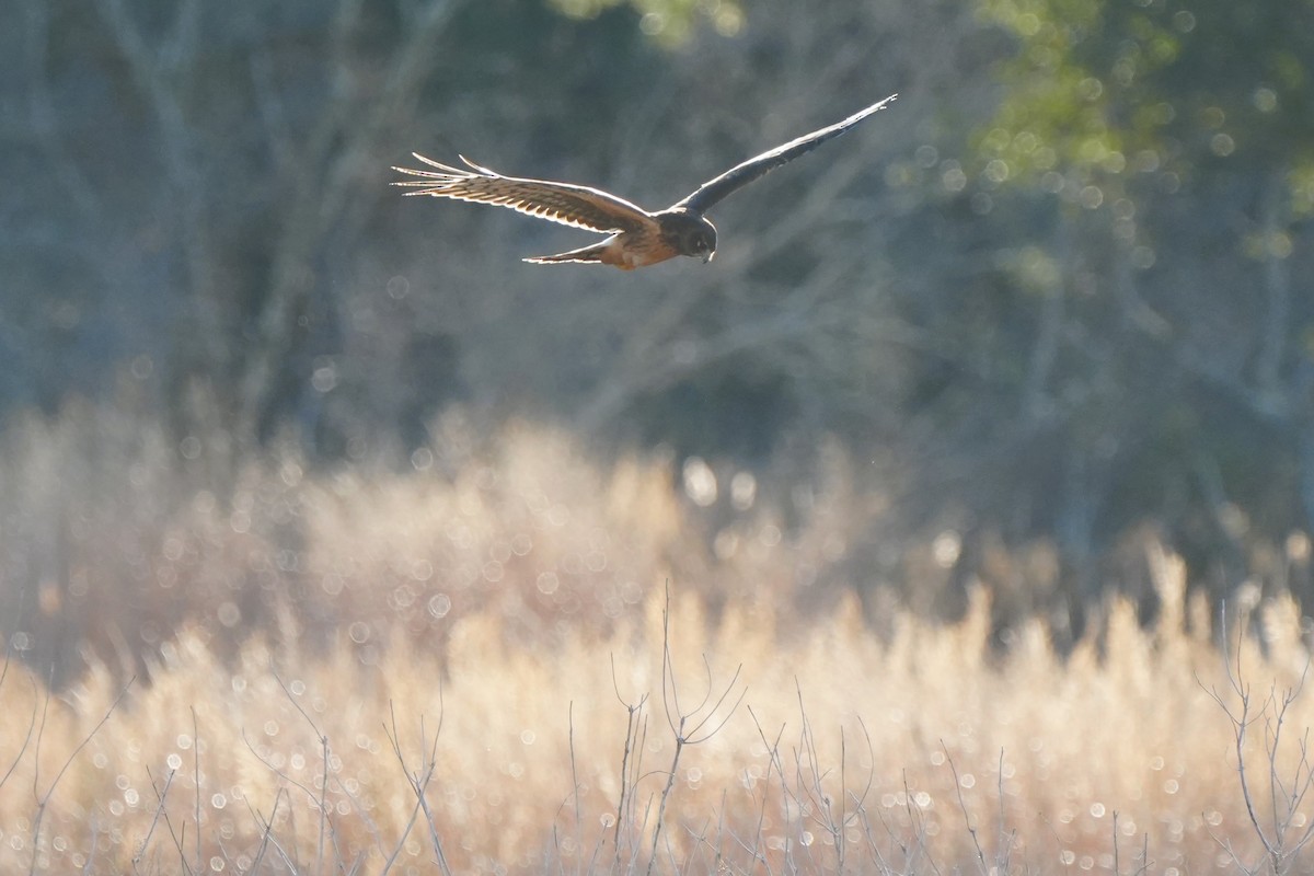 Northern Harrier - ML646007492
