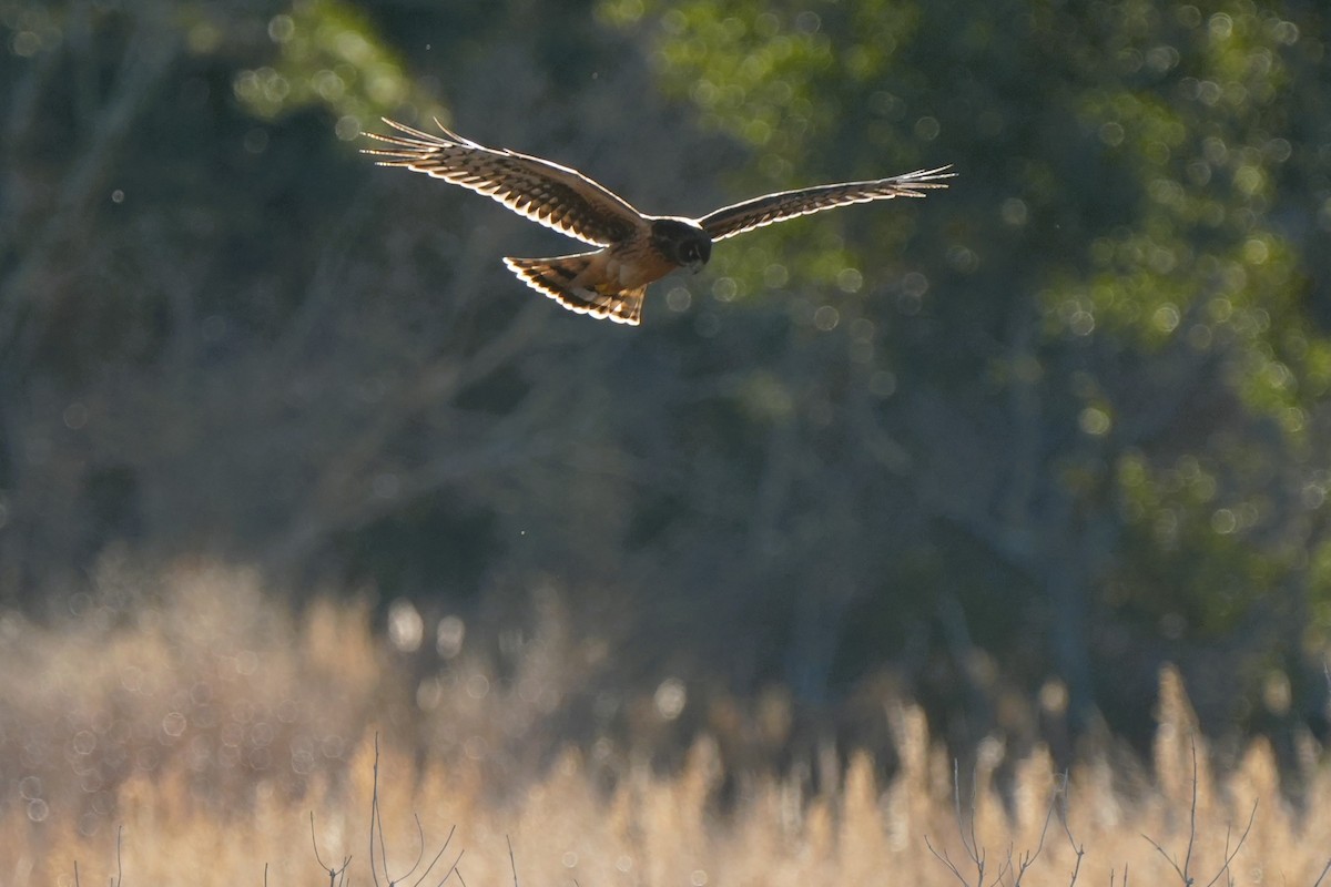 Northern Harrier - ML646007493