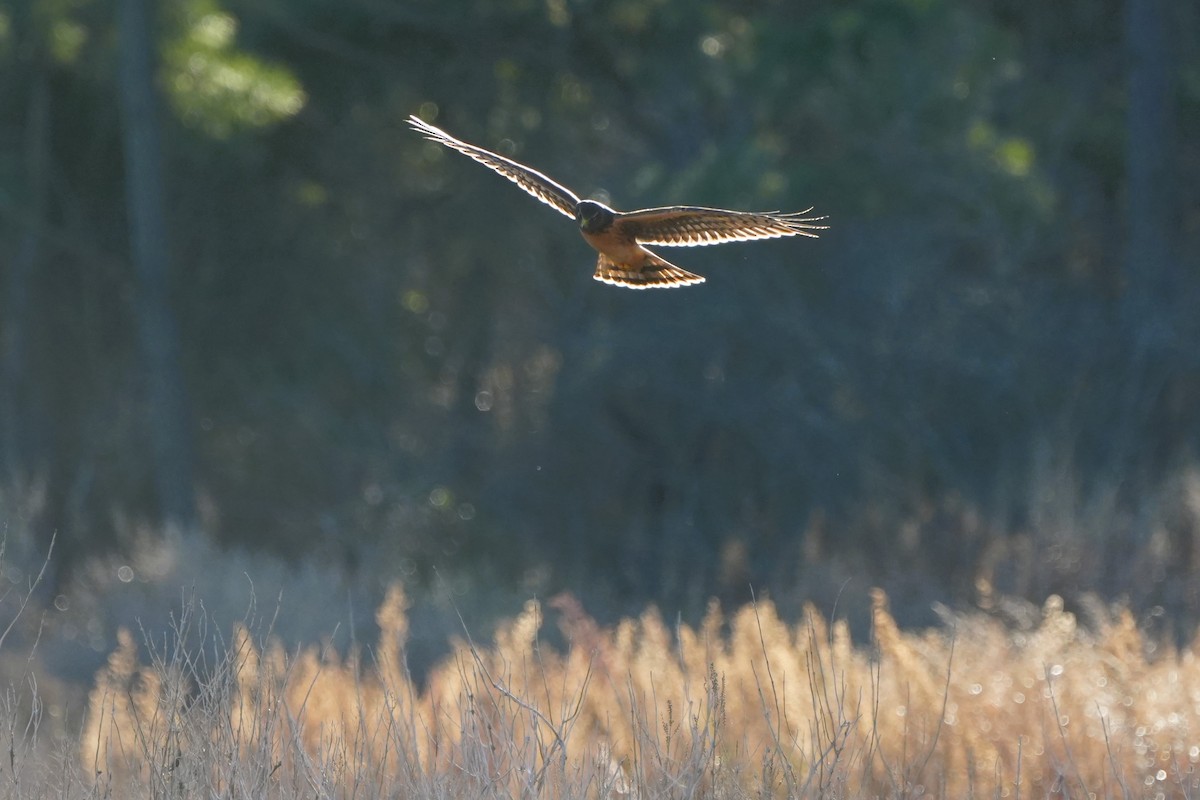 Northern Harrier - ML646007495